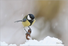 <p>SÝKORA KOŇADRA (Parus major) ------- /Great tit - Kohlmeise/</p>